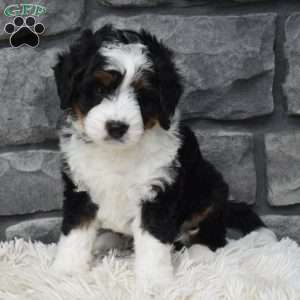 Carly, Mini Bernedoodle Puppy