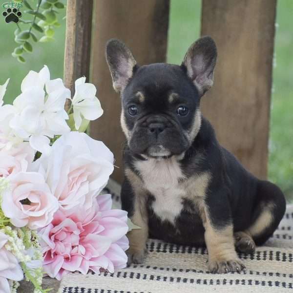 Claire, French Bulldog Puppy