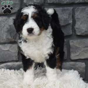 Carly, Mini Bernedoodle Puppy
