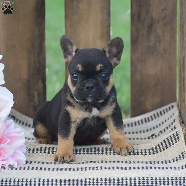 Caroline, French Bulldog Puppy