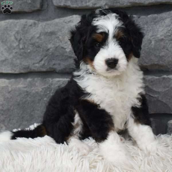 Carly, Mini Bernedoodle Puppy