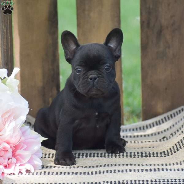 Clover, French Bulldog Puppy