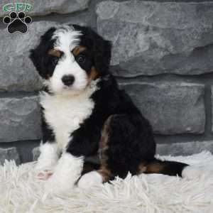 Cookie, Mini Bernedoodle Puppy