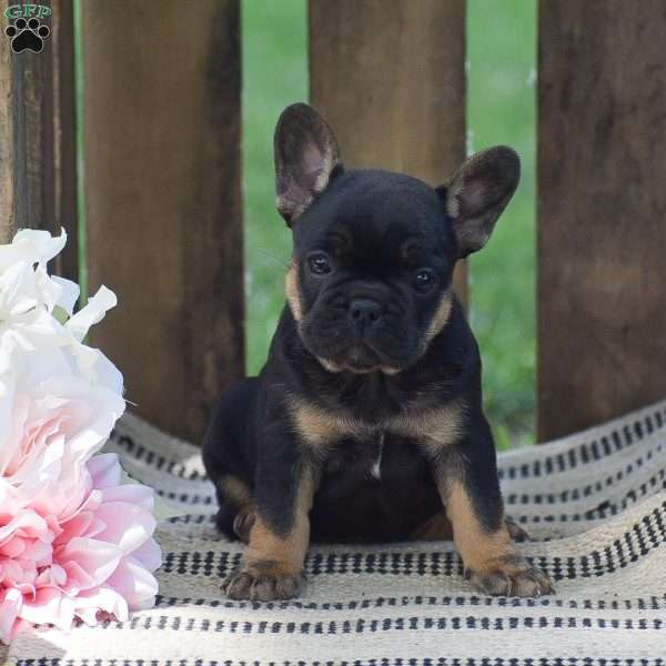 Cecilia, French Bulldog Puppy