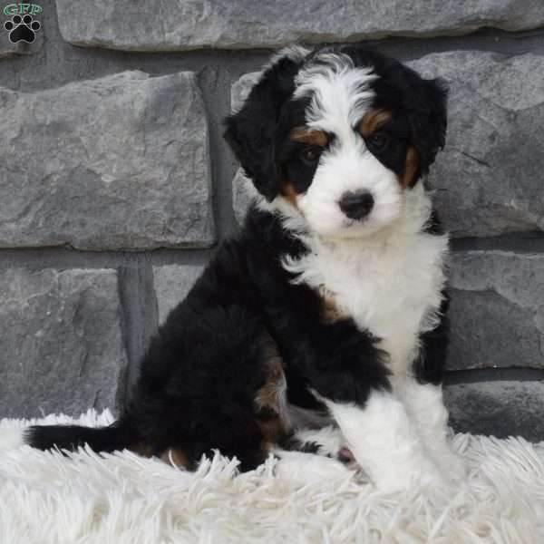 Cookie, Mini Bernedoodle Puppy