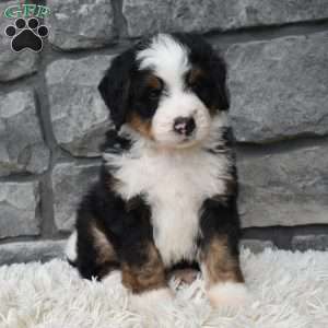 Cash, Mini Bernedoodle Puppy