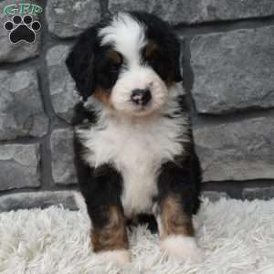 Cash, Mini Bernedoodle Puppy