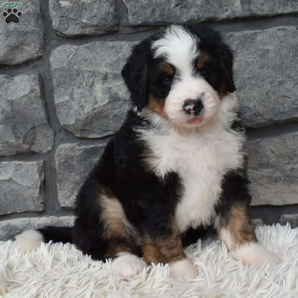 Cash, Mini Bernedoodle Puppy