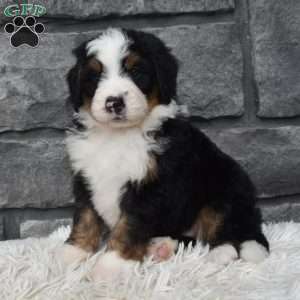 Cash, Mini Bernedoodle Puppy