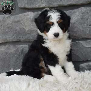 Cookie, Mini Bernedoodle Puppy