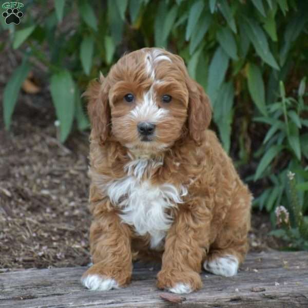 Paxton, Cavapoo Puppy