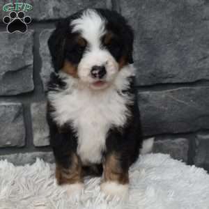Cash, Mini Bernedoodle Puppy
