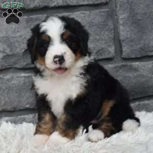 Cash, Mini Bernedoodle Puppy