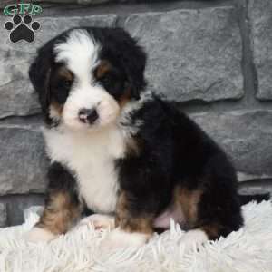 Cash, Mini Bernedoodle Puppy