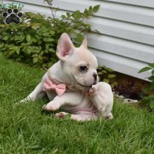 Precious, French Bulldog Puppy