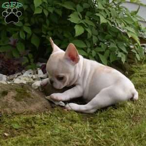 Precious, French Bulldog Puppy