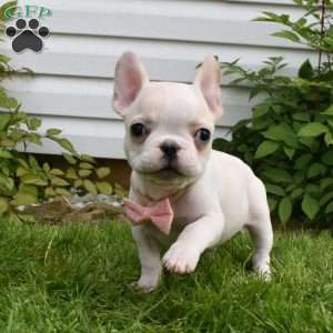 Precious, French Bulldog Puppy