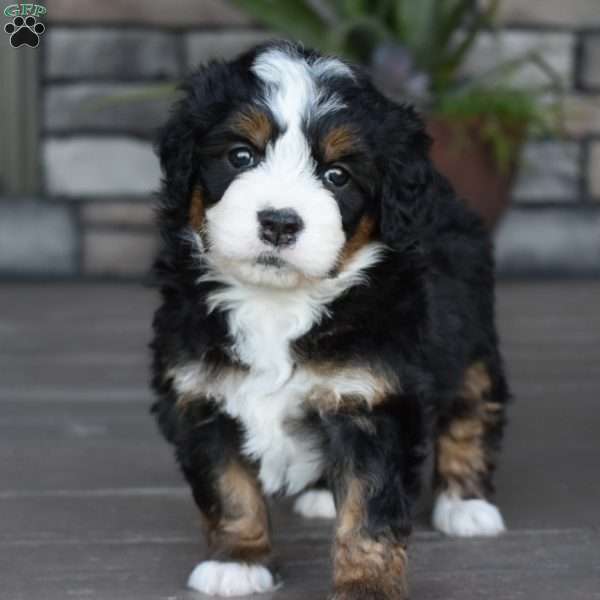 Jodie, Mini Bernedoodle Puppy