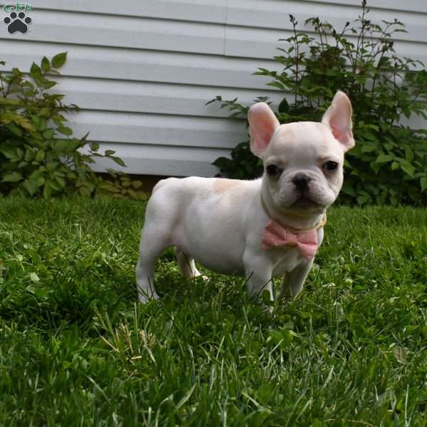 Precious, French Bulldog Puppy
