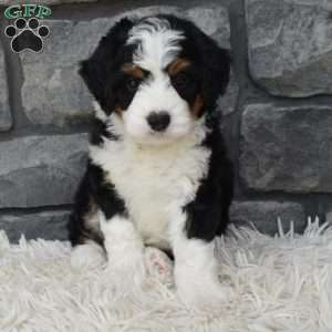 Cookie, Mini Bernedoodle Puppy