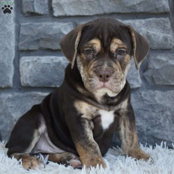 Buster, Beabull Puppy