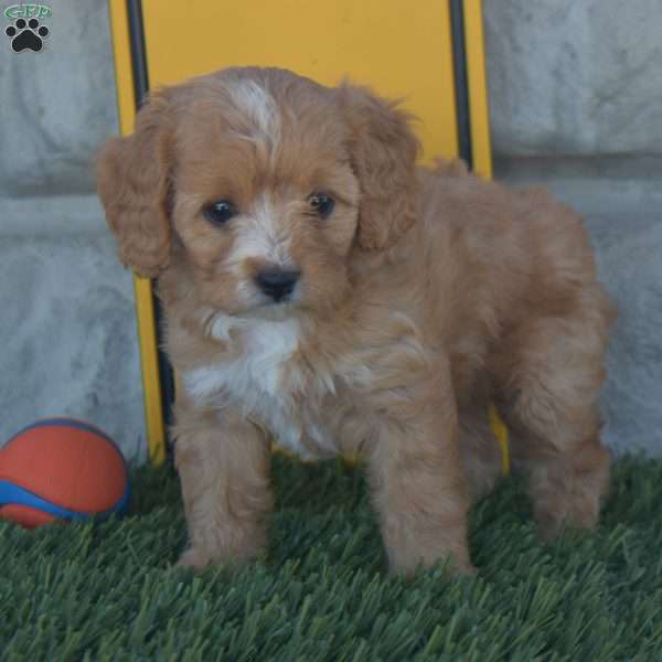 Samantha, Cavapoo Puppy