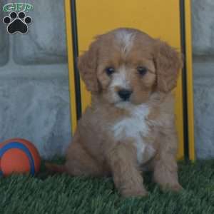 Samantha, Cavapoo Puppy