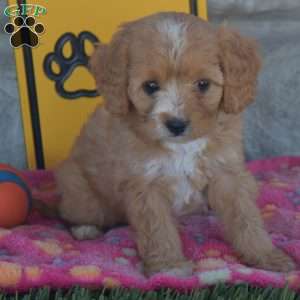 Samantha, Cavapoo Puppy