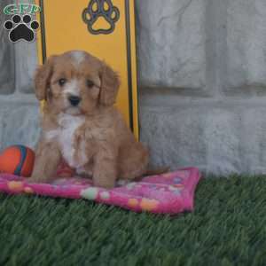 Samantha, Cavapoo Puppy