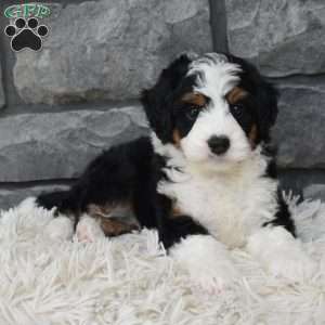 Cookie, Mini Bernedoodle Puppy