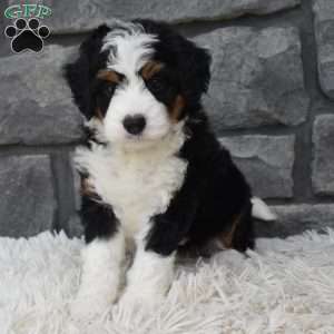 Cookie, Mini Bernedoodle Puppy
