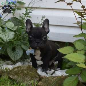 Palmar, French Bulldog Puppy
