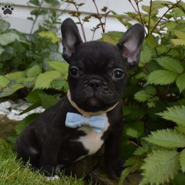 Palmar, French Bulldog Puppy
