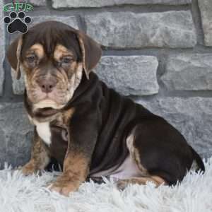 Buster, Beabull Puppy
