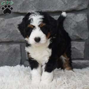 Cookie, Mini Bernedoodle Puppy