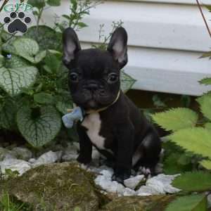 Palmar, French Bulldog Puppy