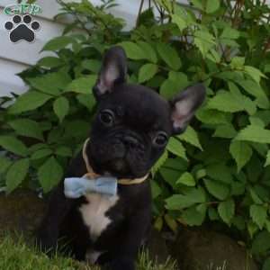 Palmar, French Bulldog Puppy