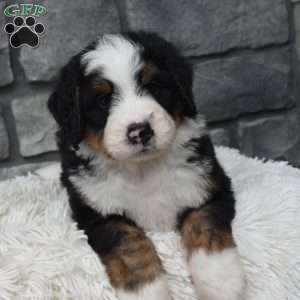Cash, Mini Bernedoodle Puppy