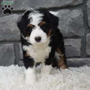 Cookie, Mini Bernedoodle Puppy