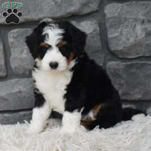 Cookie, Mini Bernedoodle Puppy