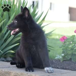 Carley, German Shepherd Puppy