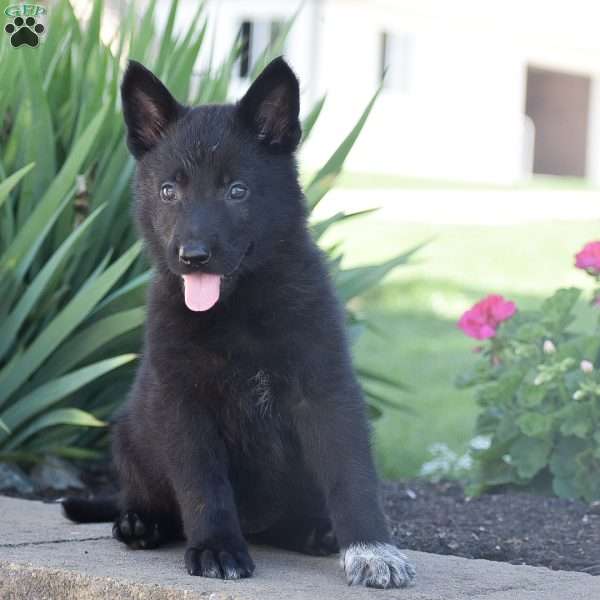 Carley, German Shepherd Puppy