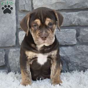 Buster, Beabull Puppy