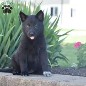 Carley, German Shepherd Puppy