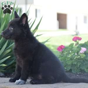 Carley, German Shepherd Puppy