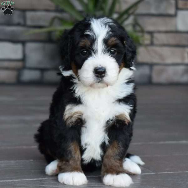Jewel, Mini Bernedoodle Puppy