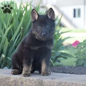 Colton, German Shepherd Puppy