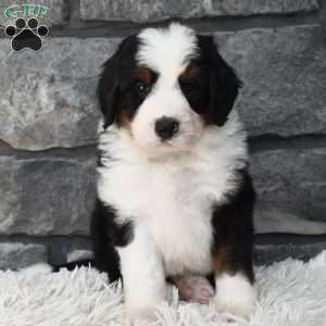 Cuddles, Mini Bernedoodle Puppy