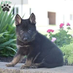Colton, German Shepherd Puppy