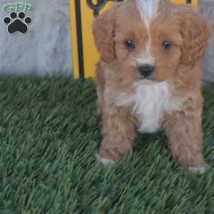 Master, Cavapoo Puppy
